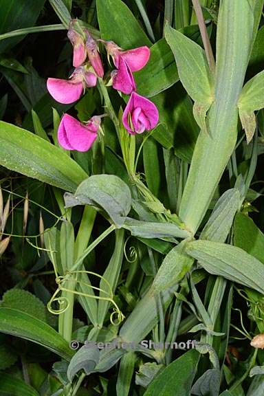 lathyrus latifolius 3 graphic